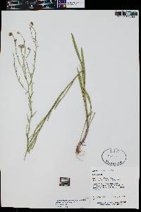 Almutaster pauciflorus image