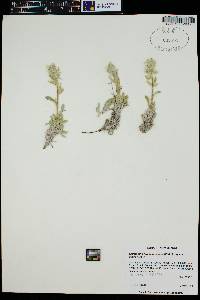 Cryptantha fulvocanescens image