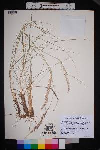 Pappophorum bicolor image