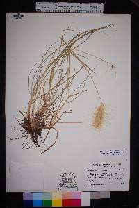 Pennisetum villosum image