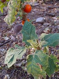 Image of Solanum candidum