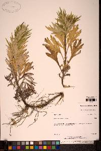 Image of Artemisia unalaskensis