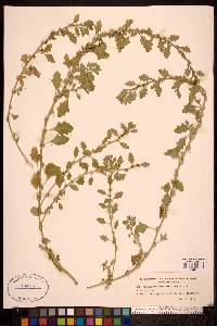 Image of Chenopodium cristatum