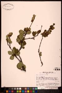 Image of Betula divaricata