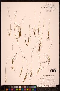 Carex microglochin image