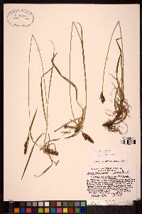 Carex idahoa image