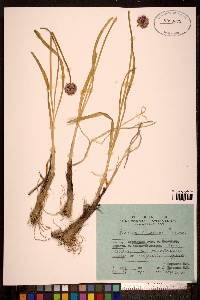 Allium strictum image