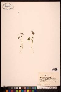 Corydalis arctica image