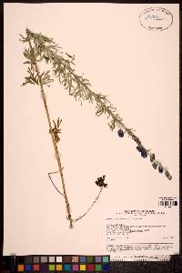 Image of Aconitum baicalense