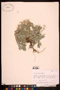 Image of Alyssum americanum