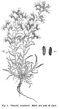Image of Phacelia constancei