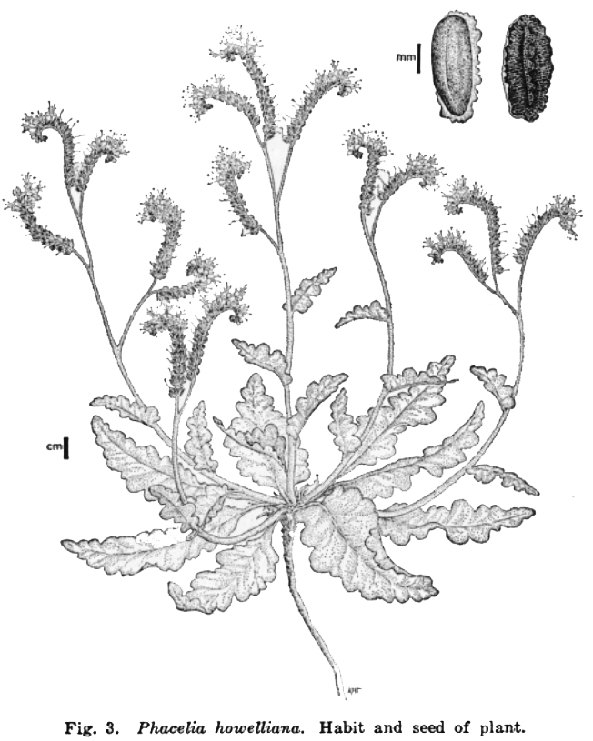Phacelia howelliana image