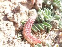 Astragalus chamaemeniscus image