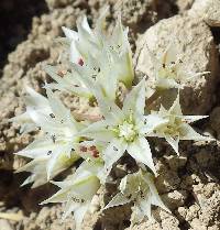 Image of Allium nevadense