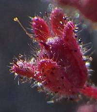 Phacelia barnebyana image