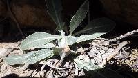 Image of Oenothera howardii