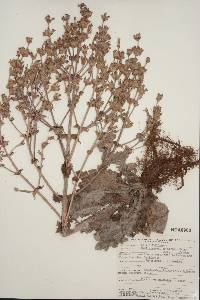 Salvia aethiopis image