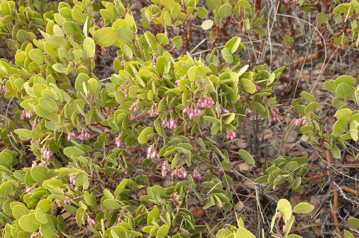 Ericaceae image