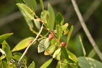 Image of Salix lutea