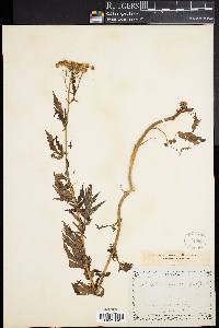 Achillea macrophylla image