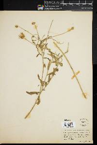 Aphanostephus skirrobasis image