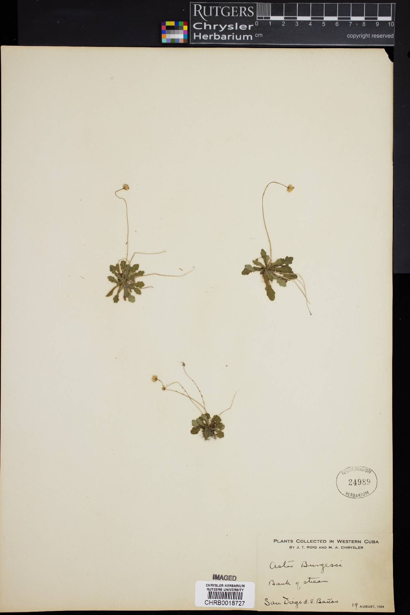 Symphyotrichum burgessii image