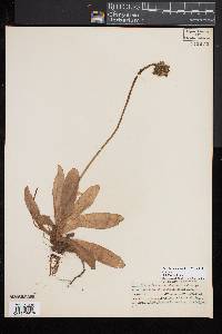 Image of Pilosella aurantiaca