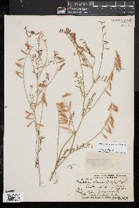 Image of Astragalus flexuosus
