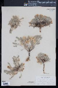 Image of Astragalus purshii