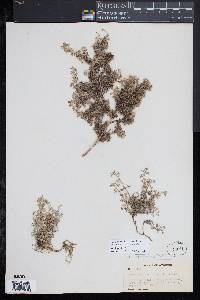 Image of Astragalus aculeatus