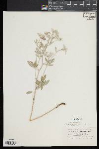 Image of Pediomelum argophyllum