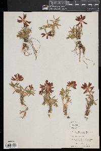 Image of Trifolium alpinum