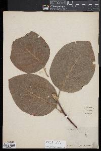Magnolia acuminata var. subcordata image