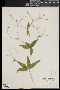 Galium lanceolatum image