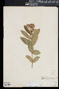 Image of Gomphocarpus fruticosus