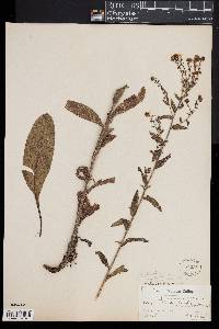 Image of Plagiobothrys ursinus