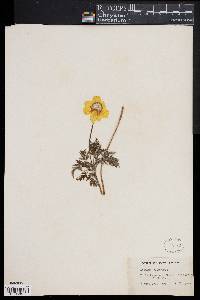 Pulsatilla alpina subsp. apiifolia image