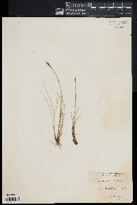 Carex davalliana image