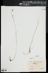 Rhynchospora fusca image