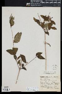 Lantana urticifolia image