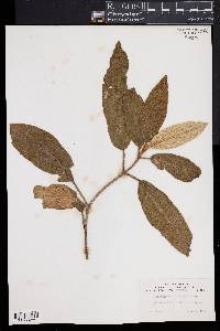 Viburnum rhytidophyllum image