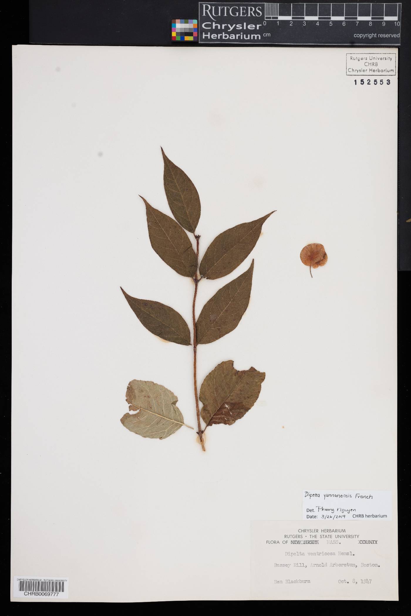 Dipelta yunnanensis image