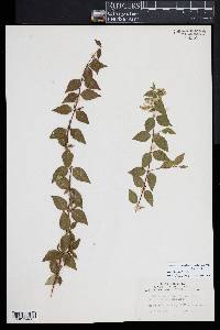 Image of Linnaea grandiflora