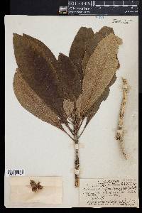 Pittosporum flocculosum image