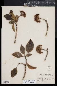 Image of Dendropanax nutans