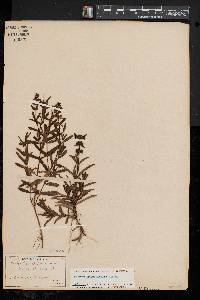 Stachys hyssopifolia var. hyssopifolia image