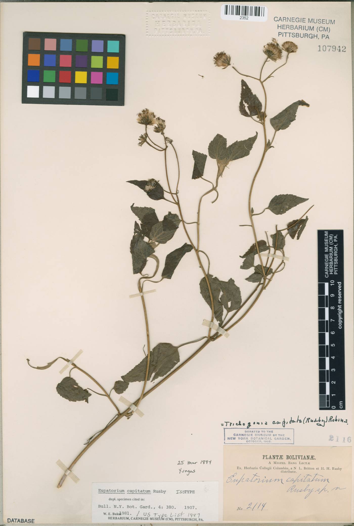 Trichogonia capitata image