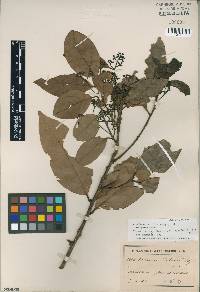Nectandra sintenisii image