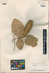 Image of Bignonia pterocalyx