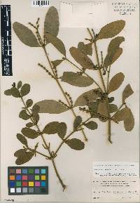 Image of Phoradendron herbert-smithii